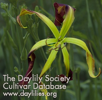 Daylily Giant Spider